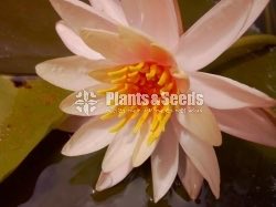 Water Plants