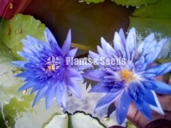 Water Plants