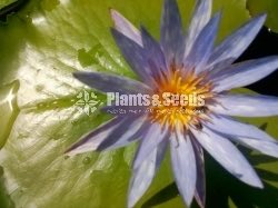 Water Plants