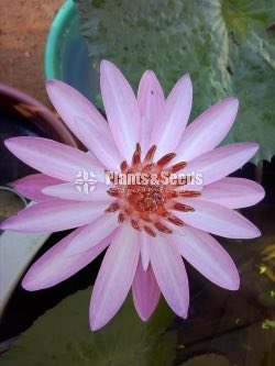 Water Plants
