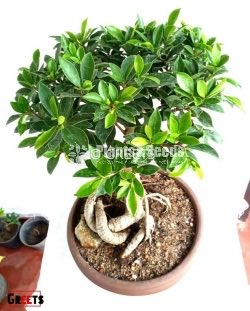 Bonsai