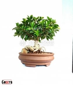 Bonsai