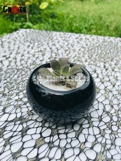 Cactus-Gift Plants