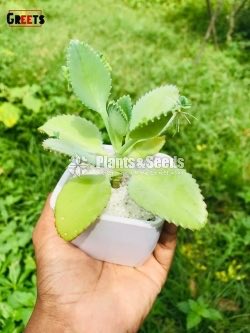 Cactus-Gift Plants