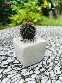 Cactus-Gift Plants