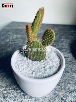 Cactus-Gift Plants