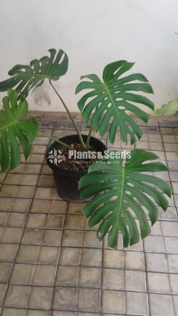 Monster Plants