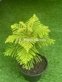 Arrowphibia Plants