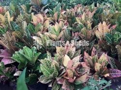 Croton Collection