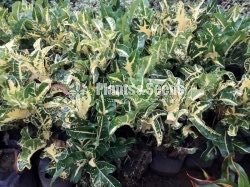 Croton Collection