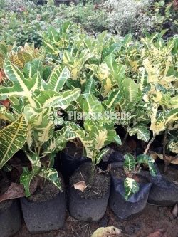 Croton Collection