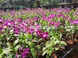 Sonia Orchids
