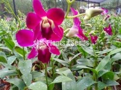 Sonia Orchids