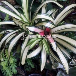 Bromiliya (Outdoor Plants)