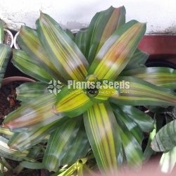 Bromiliya (Outdoor Plants)