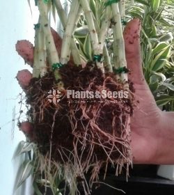 Lucky Bamboo