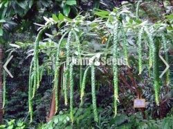 Phyllodium longipes 