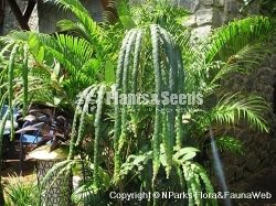 Phyllodium longipes 