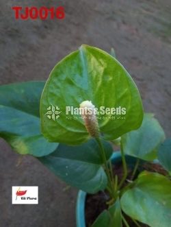 Absolute Anthurium