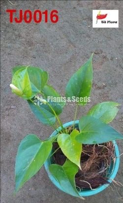 Absolute Anthurium