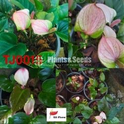 LILIPUT Anthurium