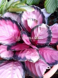 Calathea Roseopicta 
