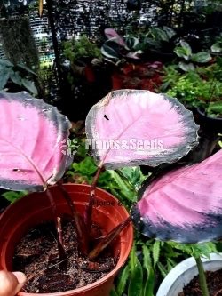 Calathea Roseopicta 