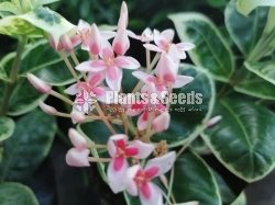 Ixora
