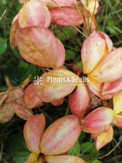 Musandas