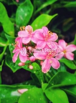 Jetroba Pink and Red