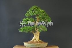 Boxwood Plants for Bonsai