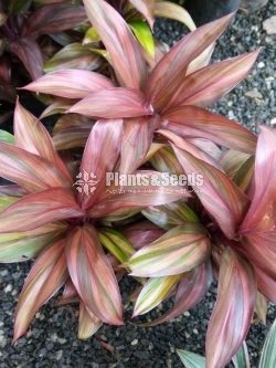 Outdoor Plants