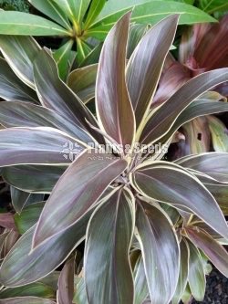 Outdoor Plants