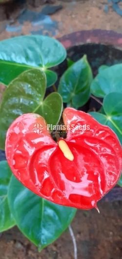 Anthurium Collection