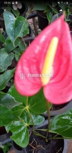 Anthurium Collection