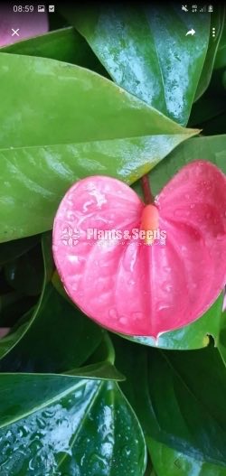 Anthurium Collection