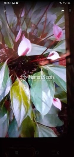 Anthurium Collection