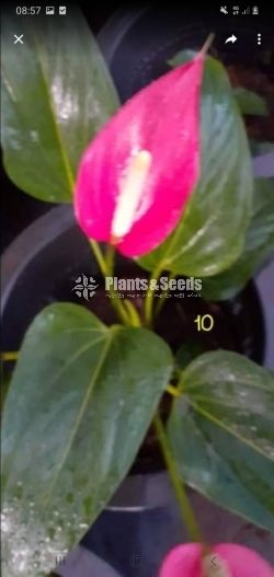 Anthurium Collection