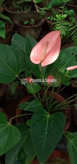 Anthurium Collection
