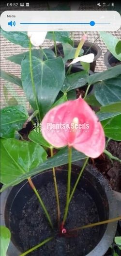 Anthurium Collection