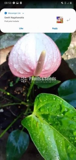 Anthurium Collection