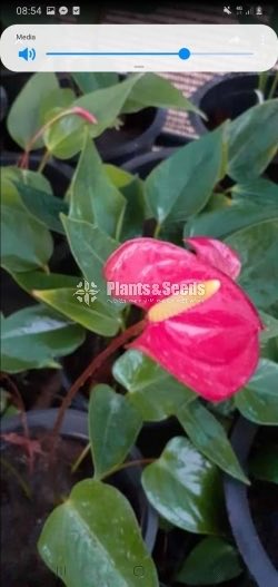 Anthurium Collection
