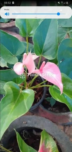 Anthurium Collection