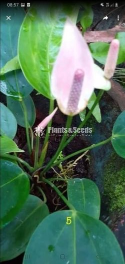 Anthurium Collection