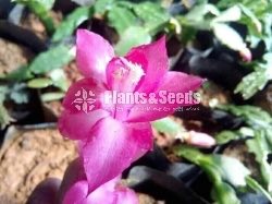 Christmas Cactus Plant (ක්‍රිස්මස් කැක්ටස්)