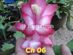 Christmas Cactus Plant (ක්‍රිස්මස් කැක්ටස්)