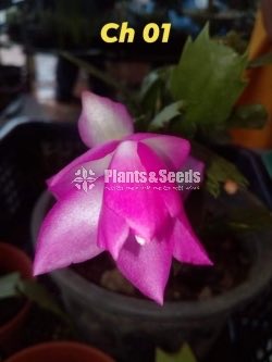 Christmas Cactus Plant (ක්‍රිස්මස් කැක්ටස්)
