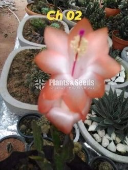 Christmas Cactus Plant (ක්‍රිස්මස් කැක්ටස්)