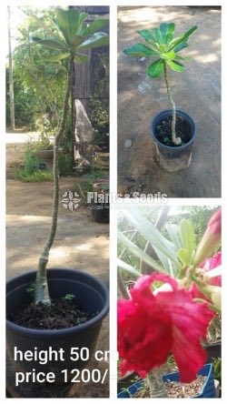 Adenium