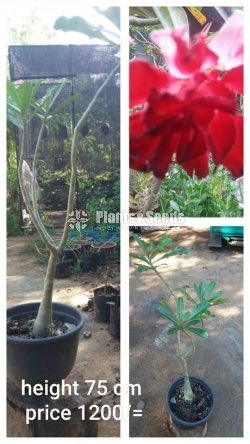Adenium